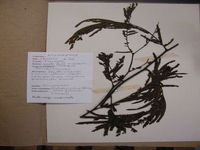 Herbarium sample